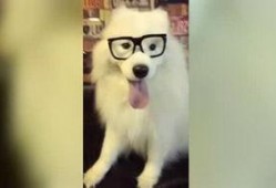 老王爆料神狗视频,老王独家爆料视频背后的惊人真相